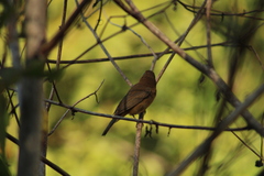 Cyanocompsa parellina