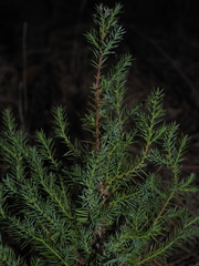 Cupressaceae