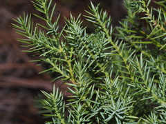 Cupressaceae