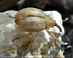 Nanophyinae