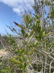Olea europaea