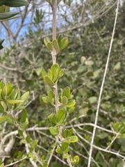 Olea europaea