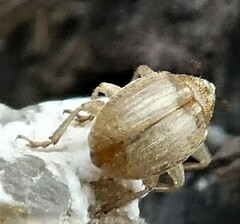 Nanophyinae