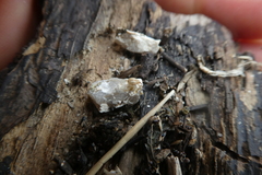 Nanophyinae