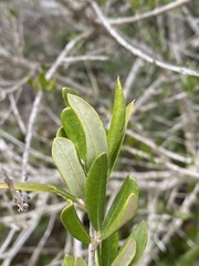 Olea europaea