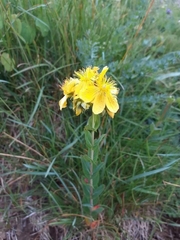Hypericum richeri