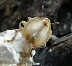 Nanophyinae