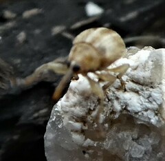 Nanophyinae