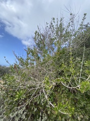 Olea europaea