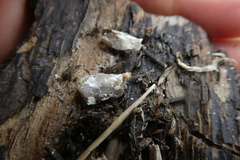 Nanophyinae