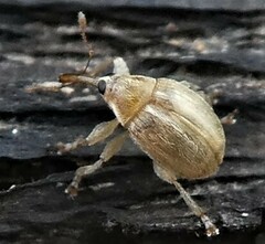 Nanophyinae