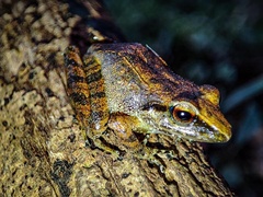 Pristimantis achatinus