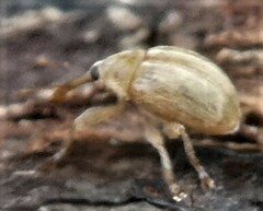 Nanophyinae