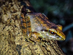 Pristimantis achatinus