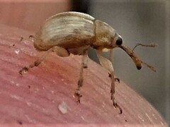 Nanophyinae