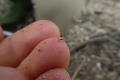 Nanophyinae