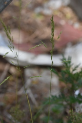Poa acroleuca