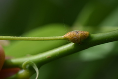 Uromyces truncicola