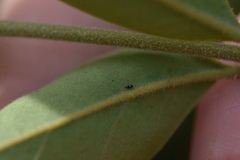 Dendrothrips ornatus