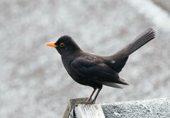 Turdus merula