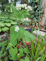 Fagopyrum esculentum
