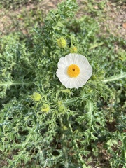 Argemone albiflora