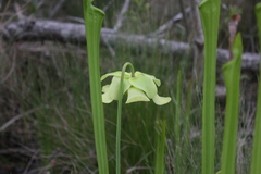 Sarracenia alata
