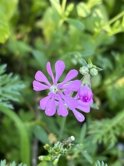 Silene colorata