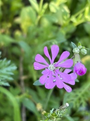 Silene colorata