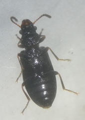 Salpingidae