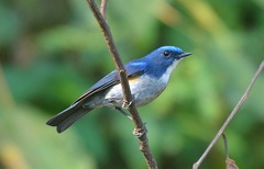 Tarsiger rufilatus