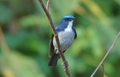Tarsiger rufilatus