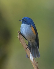 Tarsiger rufilatus
