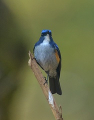 Tarsiger rufilatus