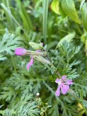 Silene colorata