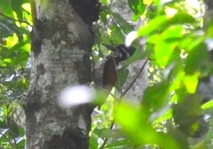 Chrysocolaptes guttacristatus