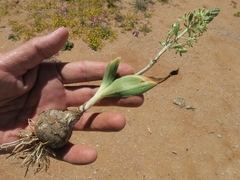 Albuca unifolia