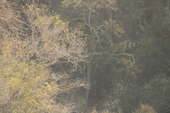 Buteogallus anthracinus