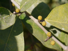 Ficus tinctoria gibbosa