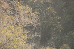 Buteogallus anthracinus