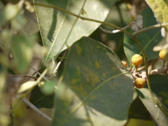 Ficus tinctoria gibbosa