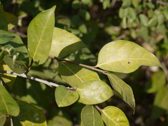 Ficus tinctoria gibbosa
