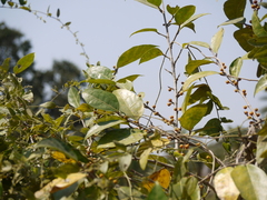 Ficus tinctoria gibbosa