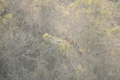 Buteogallus anthracinus