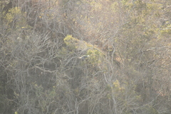 Buteogallus anthracinus