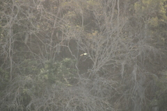 Buteogallus anthracinus