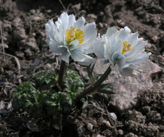 Trollius lilacinus