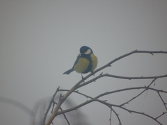 Parus major