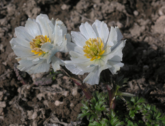 Trollius lilacinus
