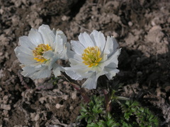 Trollius lilacinus